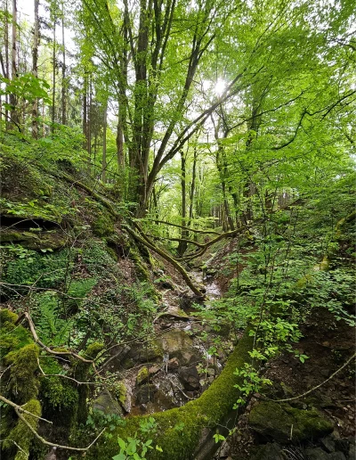 Gemarkung Käshofen - Flst.Nr. 712 Waldfläche
